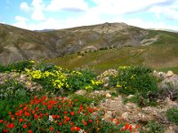 Paysage d'Algérie